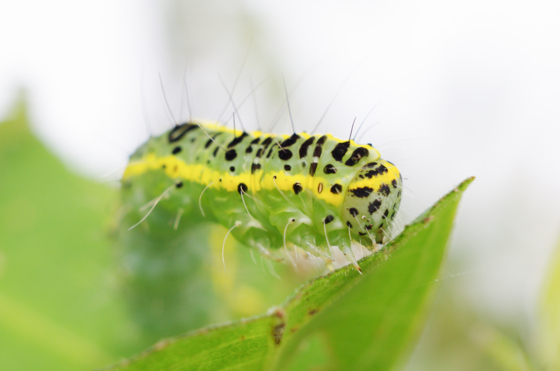 f:id:qayap:20141011203935j:image f:id:qayap:20141011203935j:image