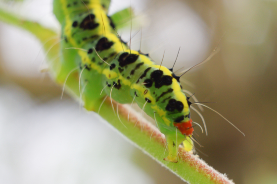 f:id:qayap:20141011204643j:image f:id:qayap:20141011204643j:image