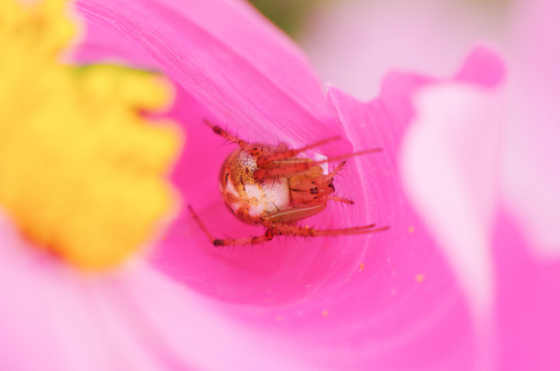 f:id:qayap:20141012133321j:image