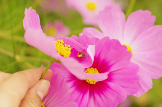 f:id:qayap:20141012133352j:image