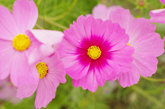 f:id:qayap:20141012133425j:image