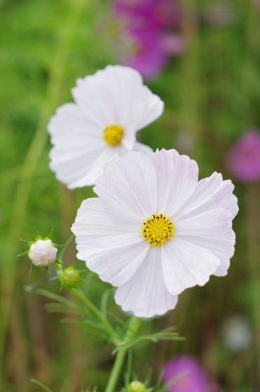 f:id:qayap:20141012154405j:image