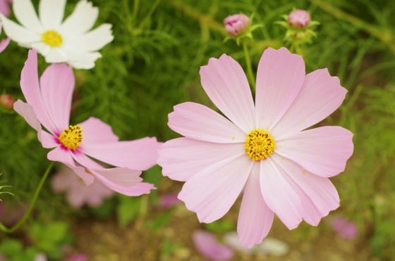 f:id:qayap:20141012154436j:image