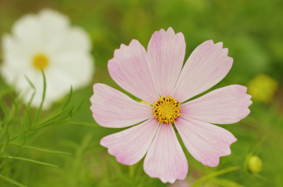 f:id:qayap:20141012154509j:image