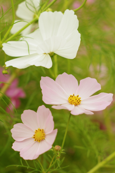 f:id:qayap:20141012154610j:image