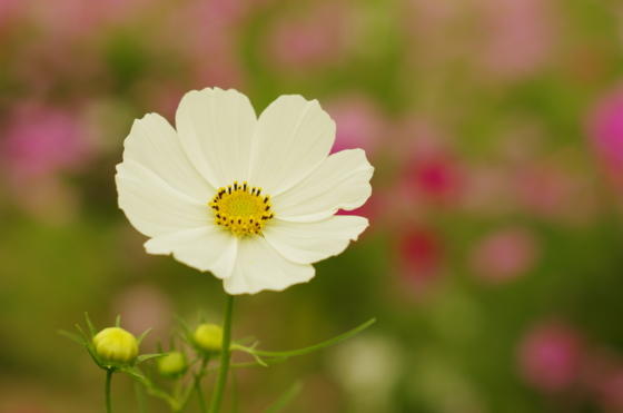 f:id:qayap:20141012154645j:image