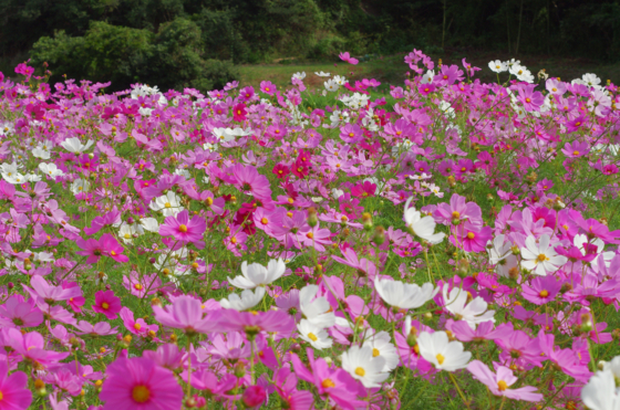 f:id:qayap:20141012165236j:image