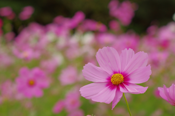 f:id:qayap:20141012165329j:image