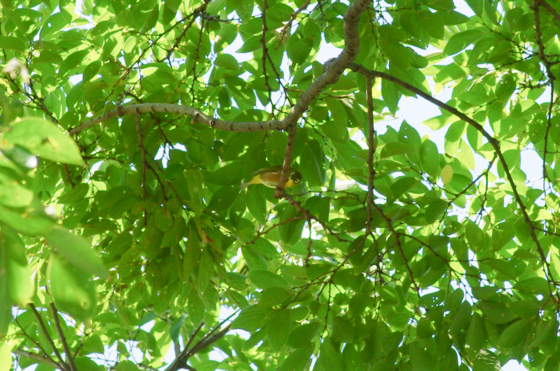 f:id:qayap:20141019203342j:image