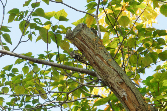 f:id:qayap:20141019203429j:image