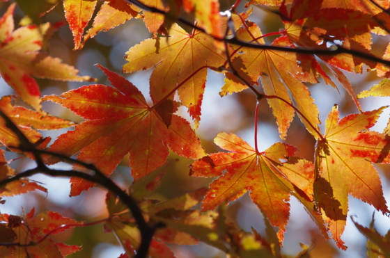 f:id:qayap:20141025153210j:image f:id:qayap:20141025153210j:image