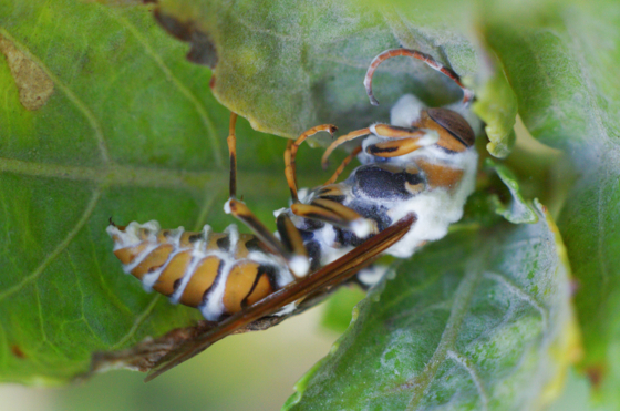 f:id:qayap:20141115150146j:image