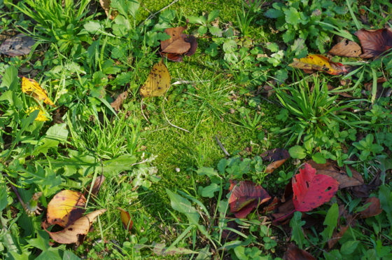 f:id:qayap:20141115150214j:image