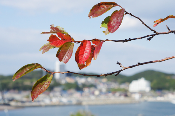 f:id:qayap:20141115150240j:image