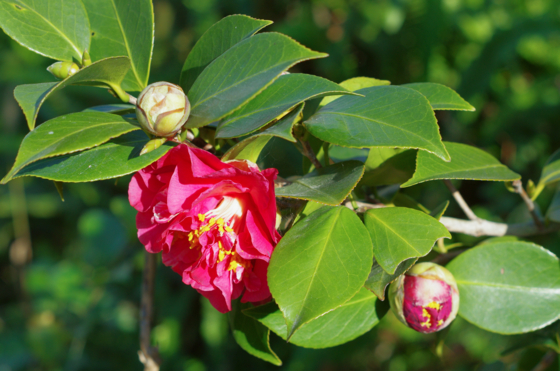 f:id:qayap:20141115153932j:image