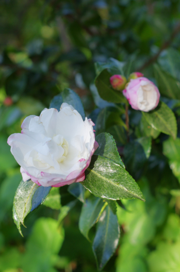 f:id:qayap:20141115154010j:image