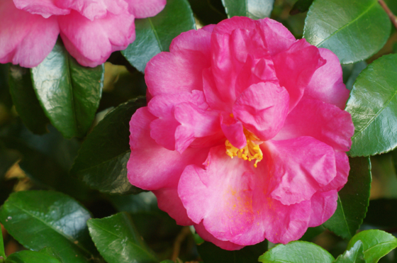 f:id:qayap:20141115154048j:image