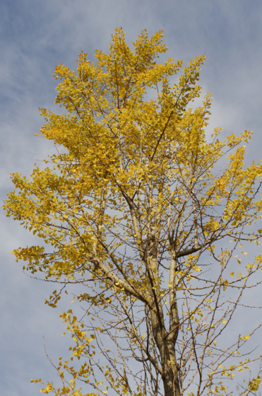 f:id:qayap:20141116153101j:image