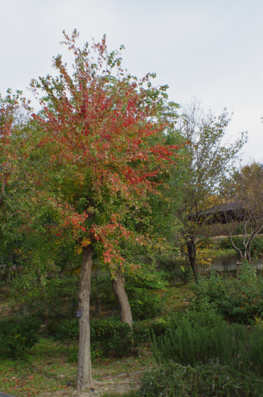 f:id:qayap:20141116153135j:image