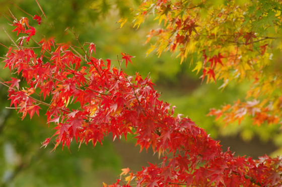 f:id:qayap:20141116154732j:image