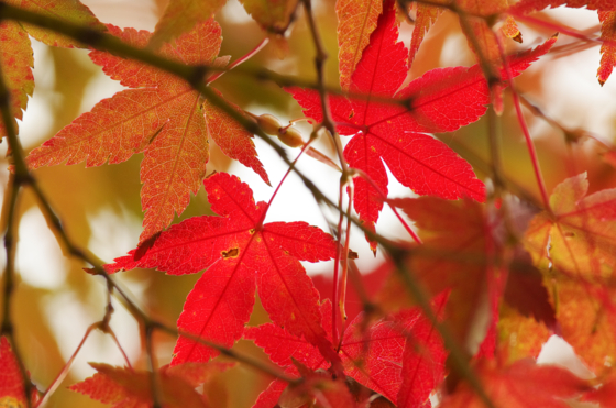 f:id:qayap:20141116194351j:image
