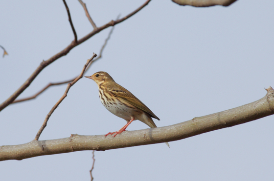 f:id:qayap:20141130155719j:image