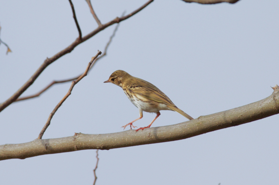 f:id:qayap:20141130155734j:image