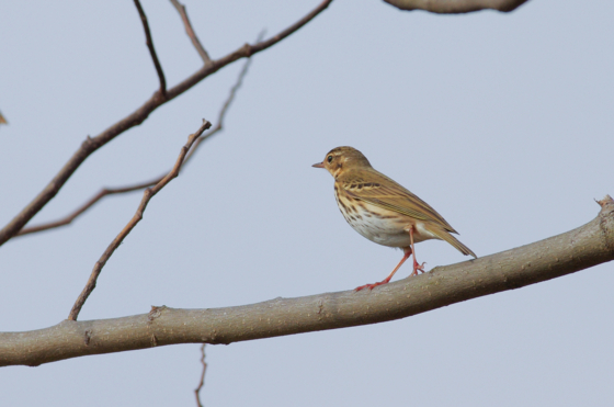 f:id:qayap:20141130155746j:image