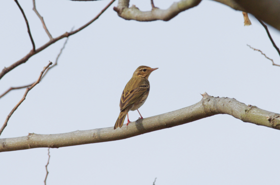 f:id:qayap:20141130155754j:image