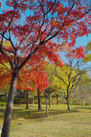 f:id:qayap:20141130164859j:image