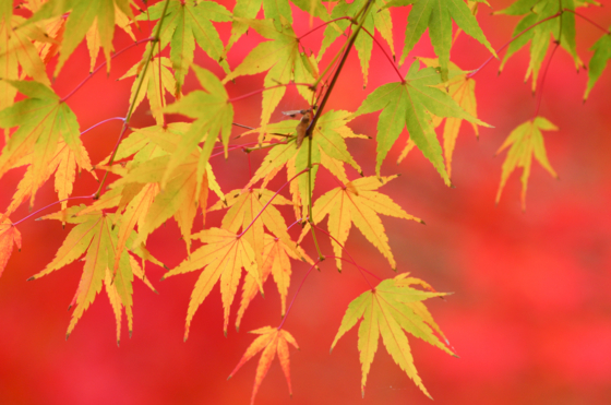 f:id:qayap:20141130165826j:image