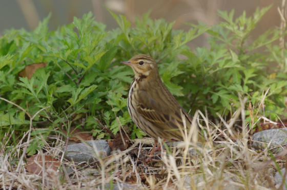 f:id:qayap:20141214164216j:image