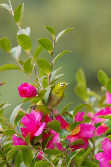 f:id:qayap:20141214164255j:image