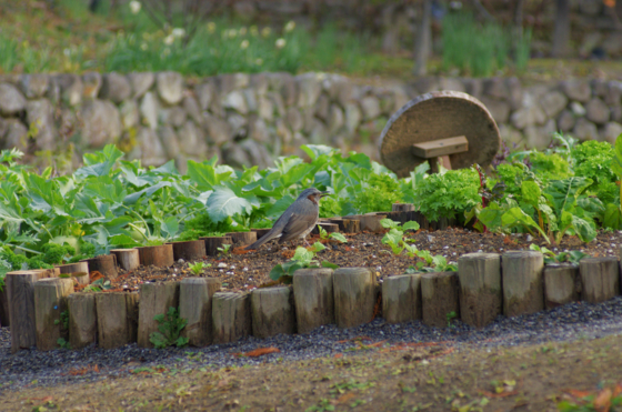 f:id:qayap:20141231142314j:image