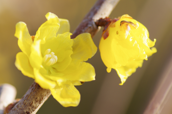 f:id:qayap:20141231142416j:image