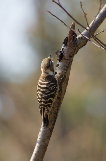 f:id:qayap:20141231174435j:image