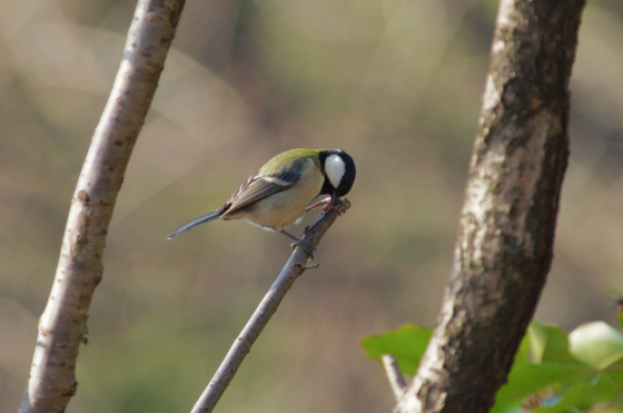 f:id:qayap:20141231174449j:image