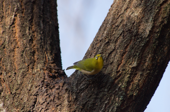 f:id:qayap:20141231174501j:image