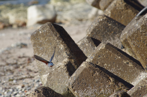 f:id:qayap:20150102114641j:image