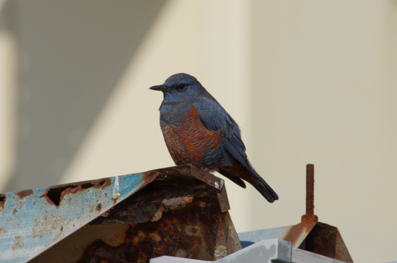 f:id:qayap:20150102114711j:image