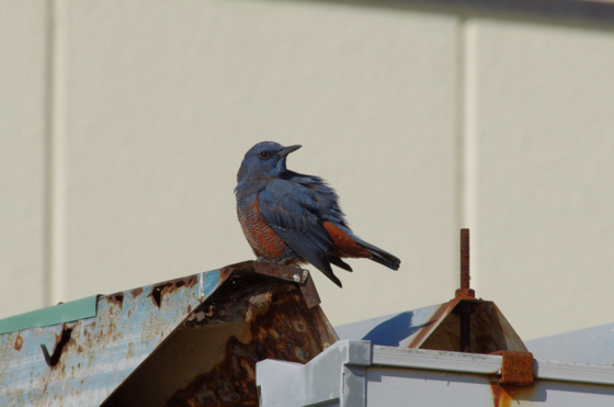 f:id:qayap:20150102114732j:image