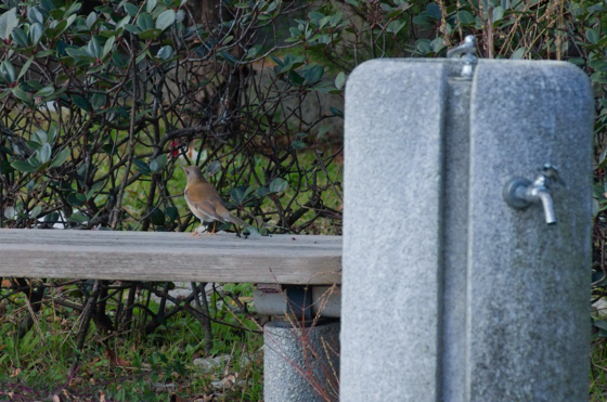 f:id:qayap:20150103153151j:image