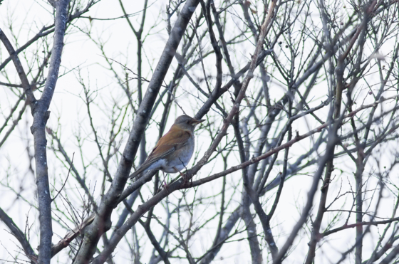 f:id:qayap:20150103153203j:image