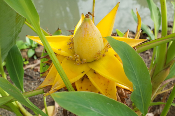 ウンナンチユウキンレン