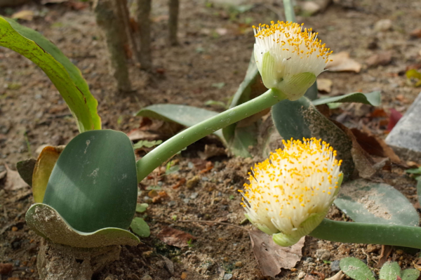 マユハケオモト