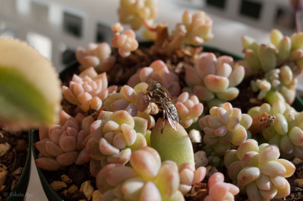 キゴシハナアブ