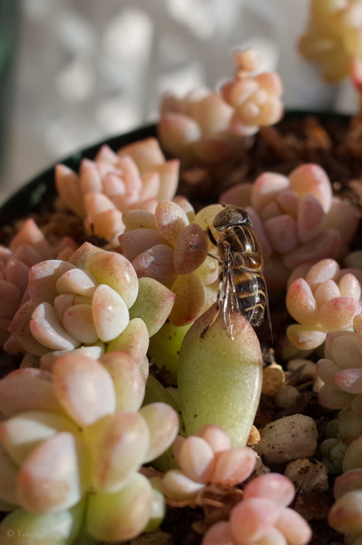 キゴシハナアブ