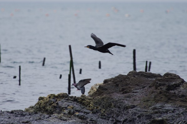 カワウとドバト