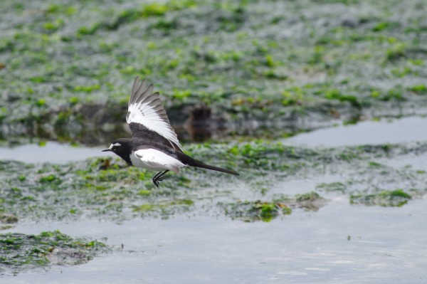 セグロセキレイ