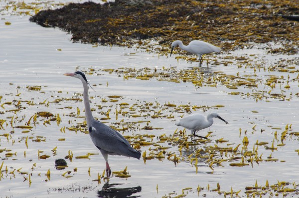 アオサギとコサギ